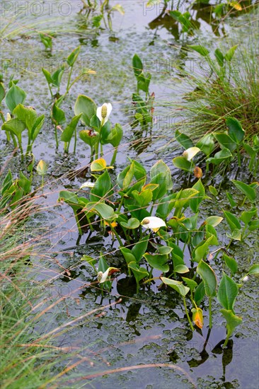 Bog arum