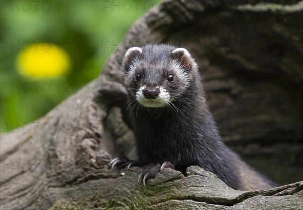 European polecat