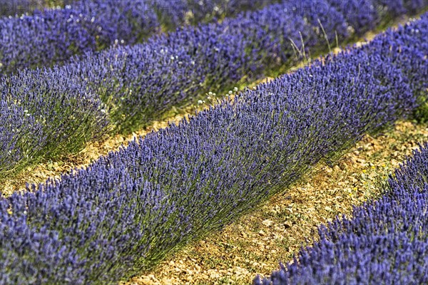 Lavender field