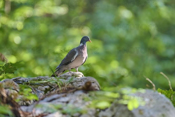 Common wood pigeon