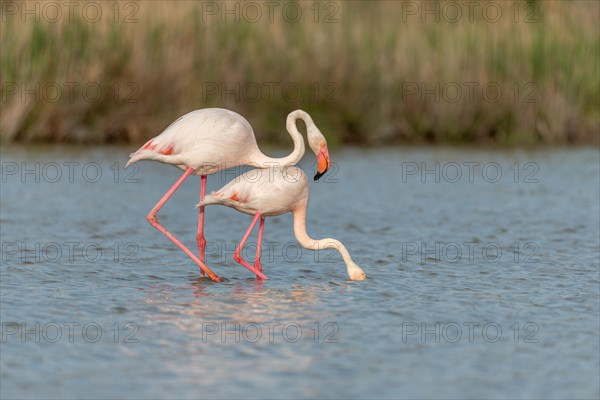 Greater Flamingo