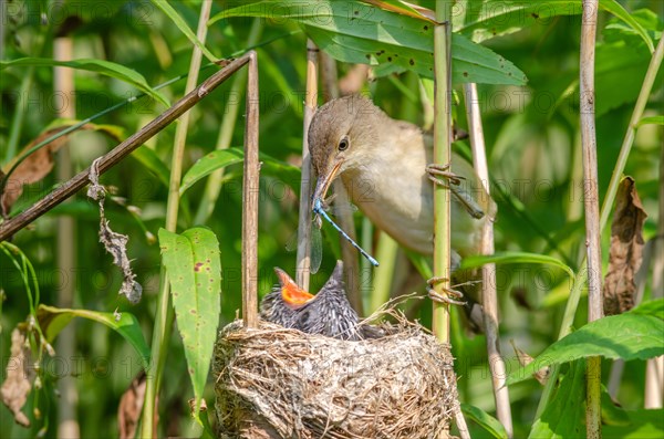 Common Reed Warbler