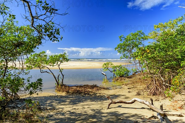 Meeting between the mangrove