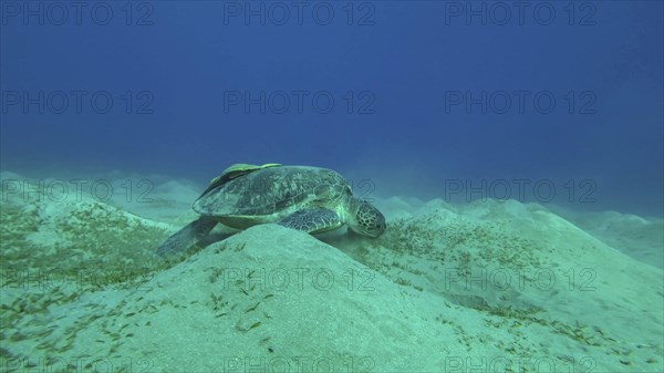 Wide-angle shot of Sea turtle grazing on the seaseabed