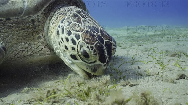 Sea turtle grazing on the seaseabed