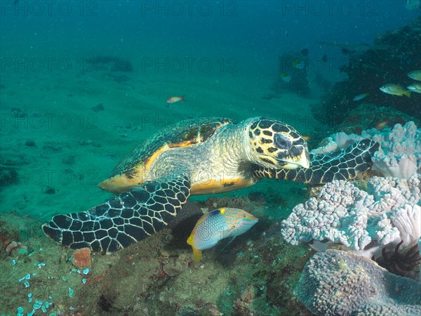 Pacific hawksbill turtle