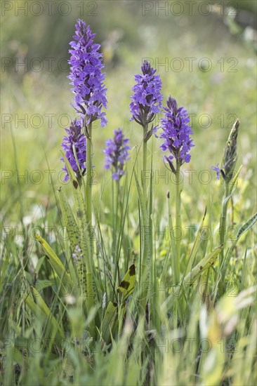 Southern marsh orchid