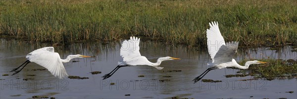 Great White Egret