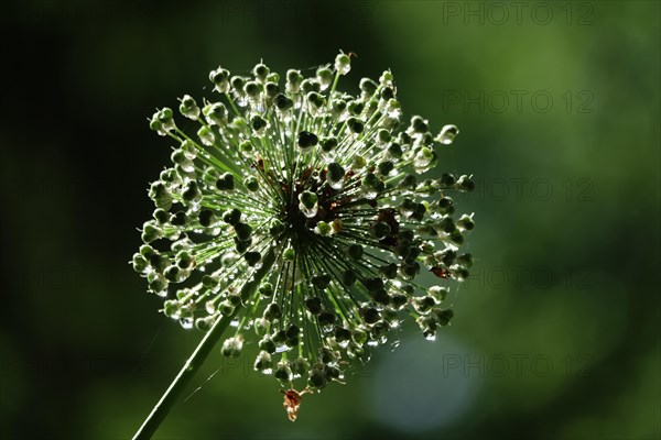 Ornamental garlic