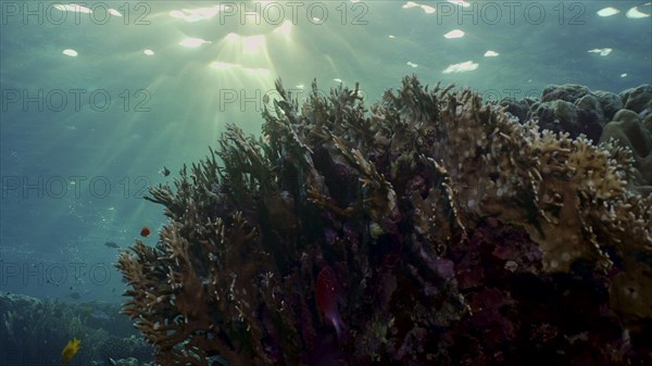 Silhouettes of tropical fish swims next to coral reef on surface water and setting sun background