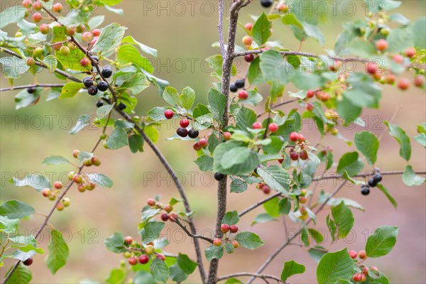 Alder buckthorn