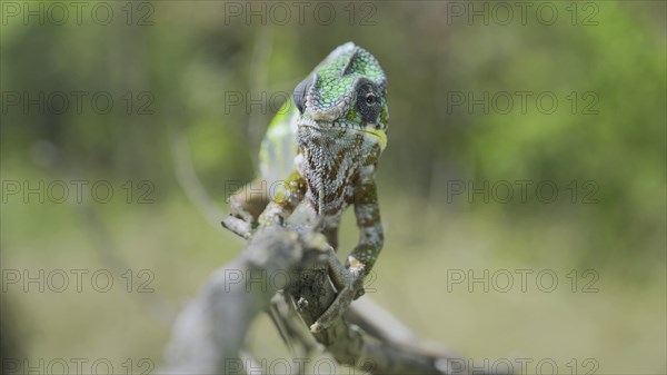 Green chameleon walks along branch and looksat around on bright sunny day on the green trees background. Panther chameleon