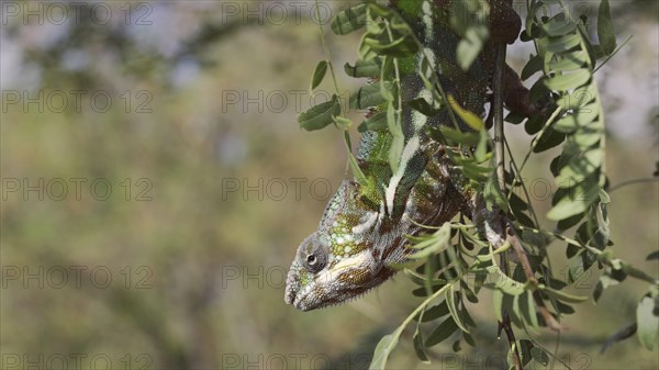 Close-up of bright green chameleon hanging down swaying on thin tree branch among green leaves on sunny day. Panther chameleon