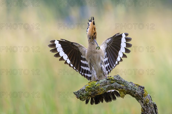 Hoopoe