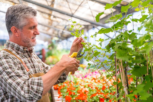 Gardener working in a nursery inside the greenhouse cutting the flowers in summer