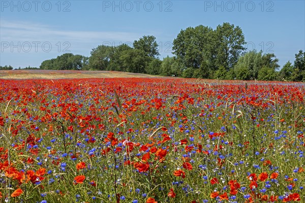 Poppy flowers