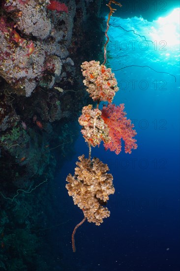 Hemprich's tree coral