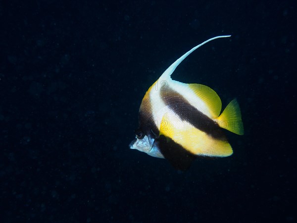 Red sea bannerfish