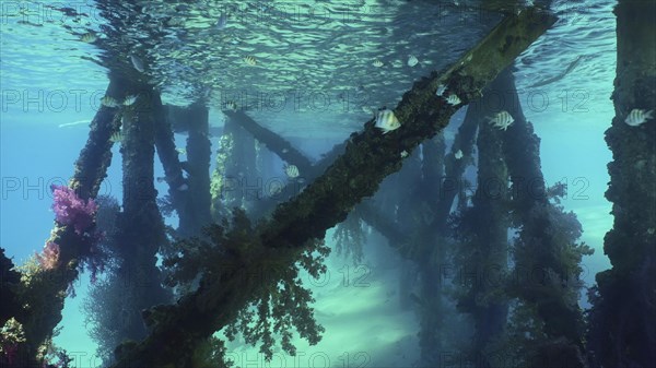 Bright multi-colored Soft Coral Dendronephthya hang in clusters from support of pier on brightly sunny day insunrays