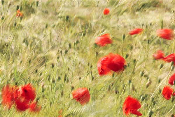 Corn poppy blossom