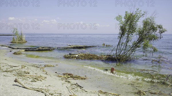 Trees with floating debris has reached Black Sea coastal zone in Odessa