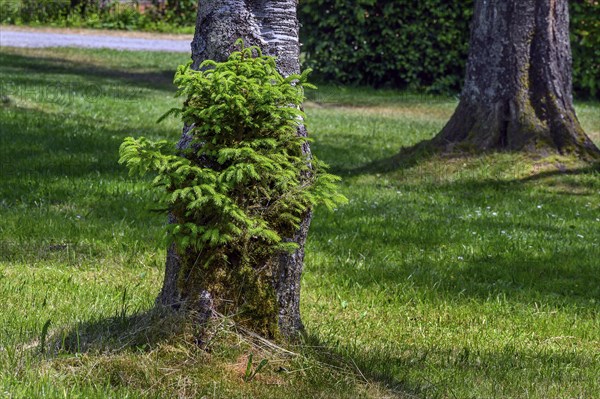 A young fir tree