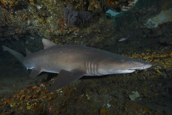 Sand tiger shark