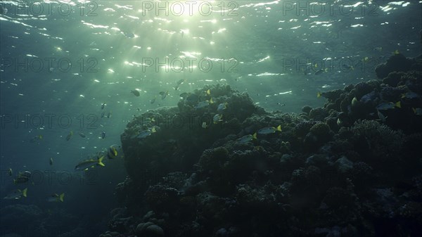 Silhouettes of tropical fish swims next to coral reef on surface water and setting sun background