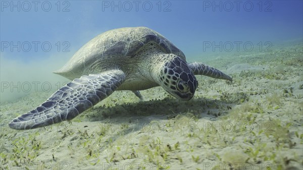 Sea turtle grazing on the seaseabed