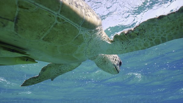 Great Green Sea Turtle