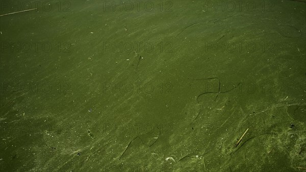 In Black Sea Blue-green algae blooms