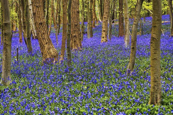 Common bluebell