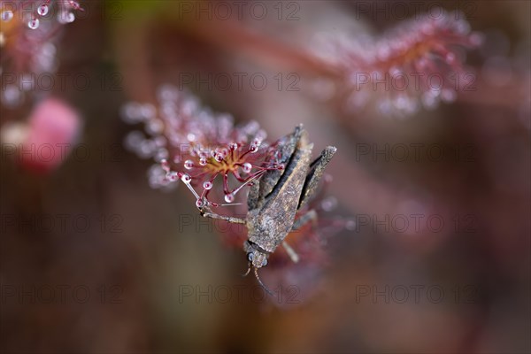 Oblong-leaved sundew