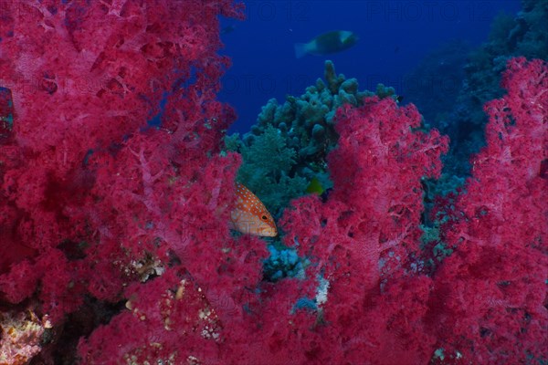 Klunzinger's tree coral