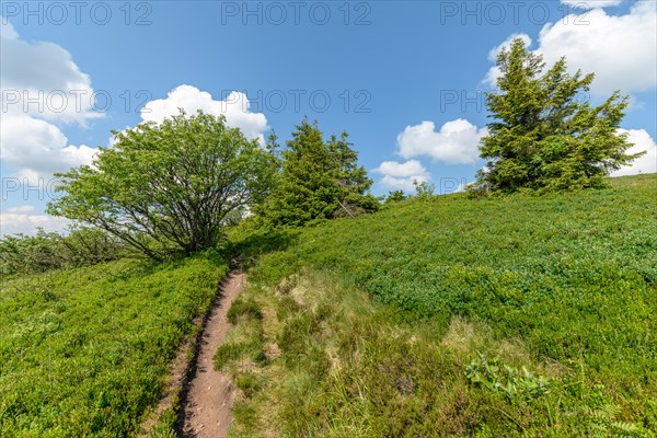 Landscape of the High Vosges near the riverbank road in spring. Collectivite europeenne d'Alsace