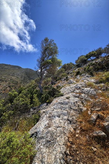 Typical Greek or Cretan landscape