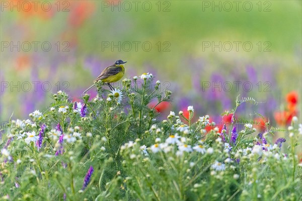 Western yellow wagtail