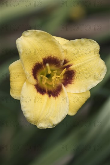 Daylily