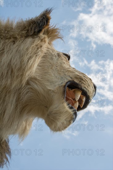 Head of stuffed lion with mouth open in view