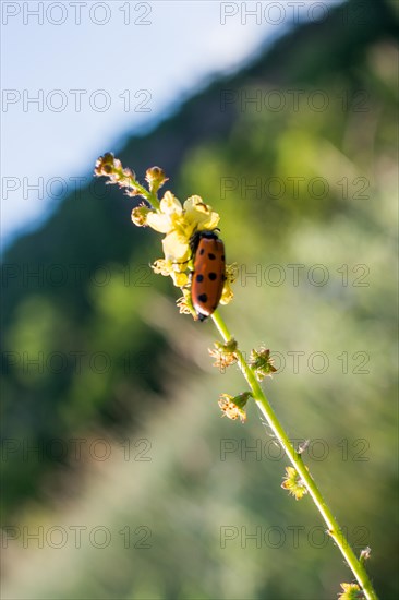 Red bug feeding on flowers in the nature