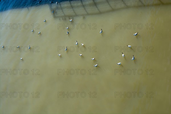 A flock of white seagulls sitting on muddy water