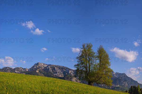 Flowering dandelion