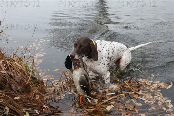 Hunting dog German Shorthair retrieves hunted mallard