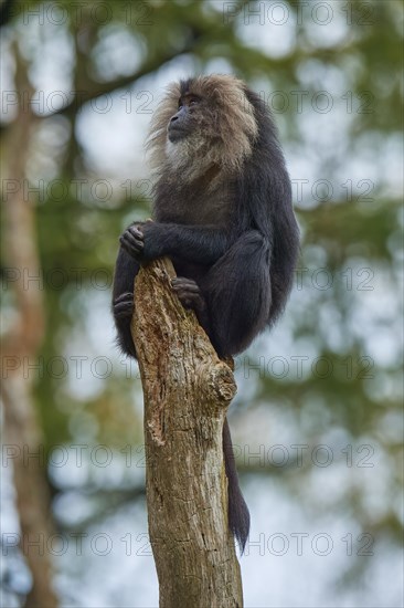 Lion-tailed macaque