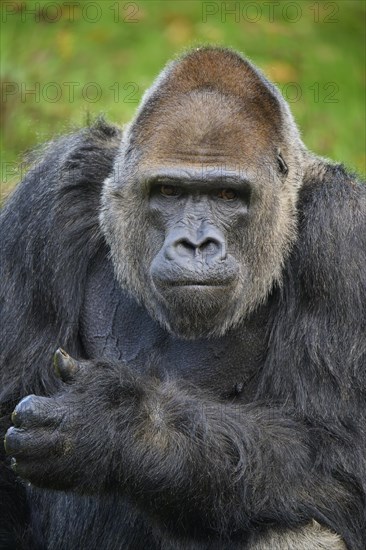 Western gorilla