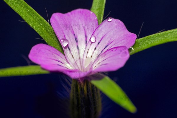 Water droplets on a common corncockle