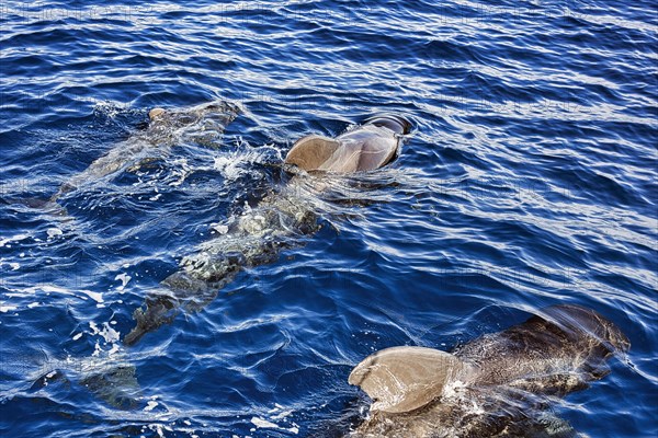 Pilot whale