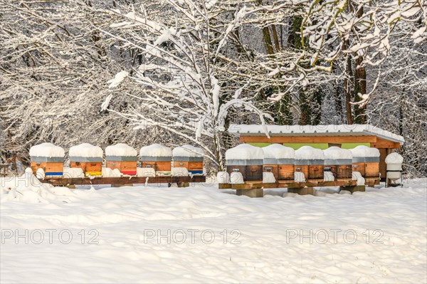 Hives of hibernating bees covered with fresh snow during the winter months. Bas-Rhin