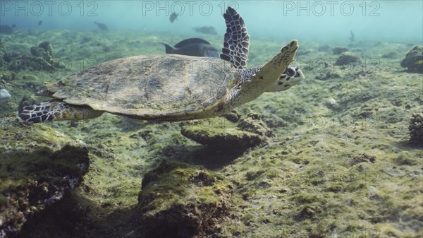 Hawksbill Sea Turtle