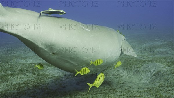 Dugong floats away. Sea Cow